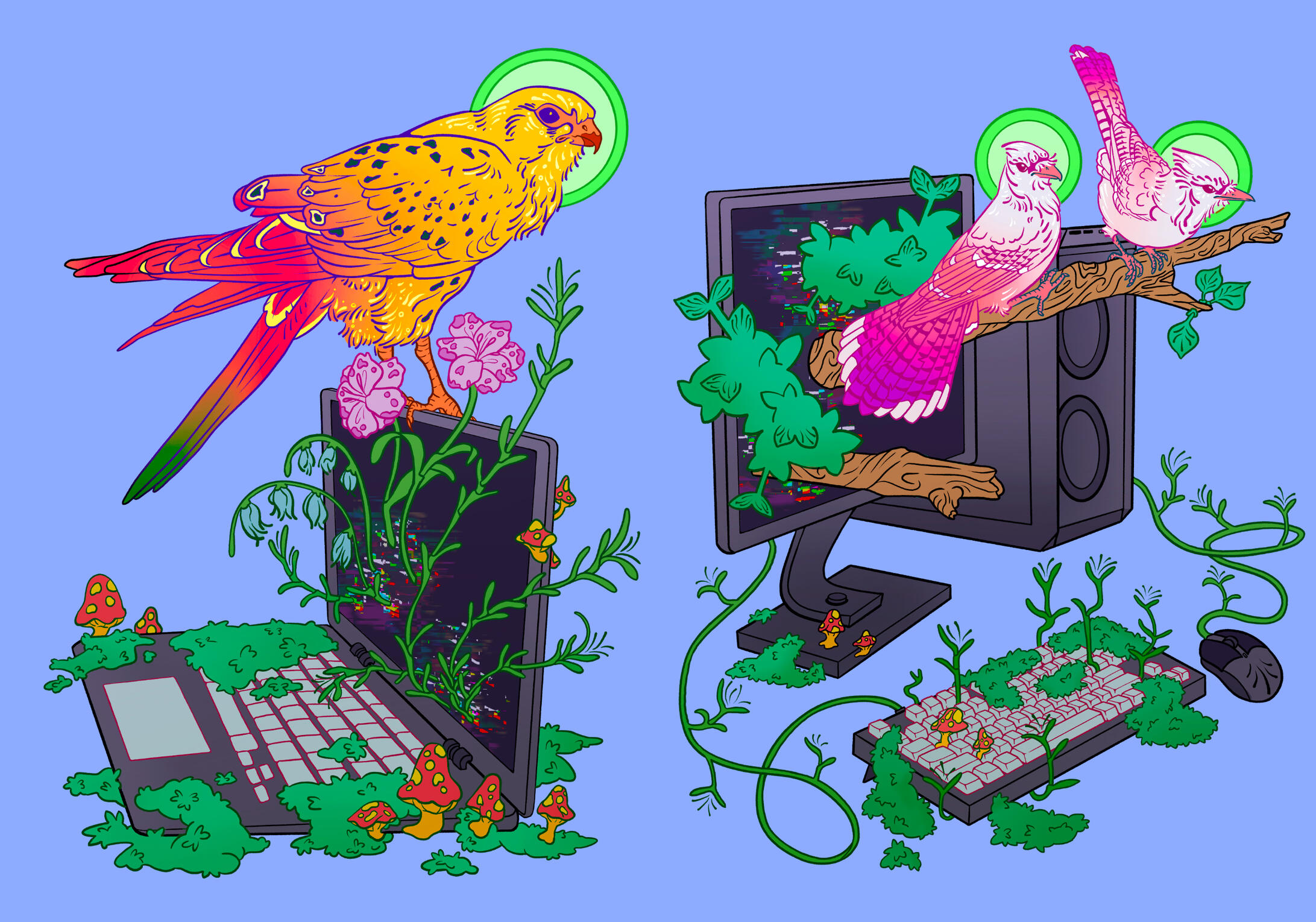 Birds Birds